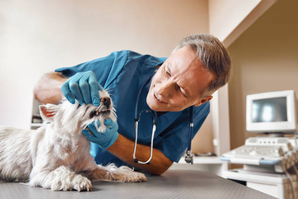 Best After-Hours Dental Care in Spanish Fork, UT